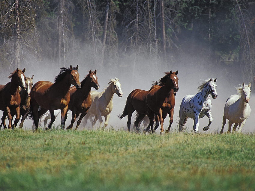 laufende Pferdewolken. Pferd . . Pferd, wilde Pferde laufen, Pferde, schöne Pferde, die wild laufen HD-Hintergrundbild
