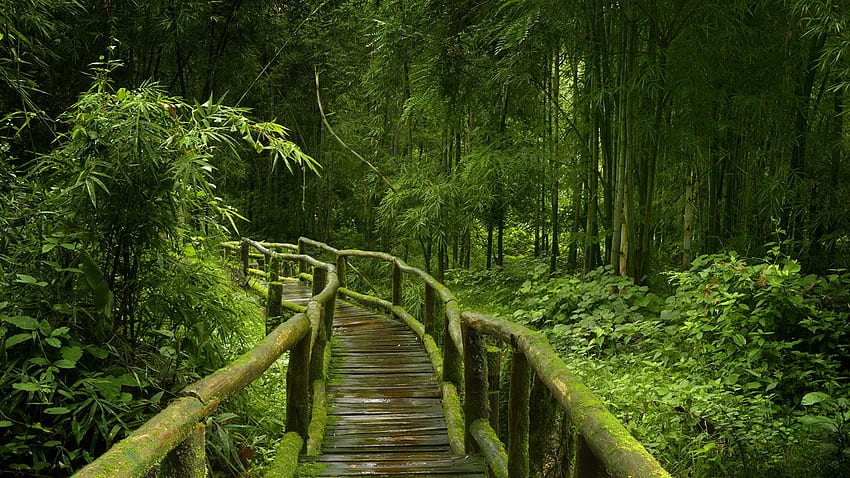 Hutan Alam Jembatan Bambu Hutan Tropis Lumut Wallpaper HD