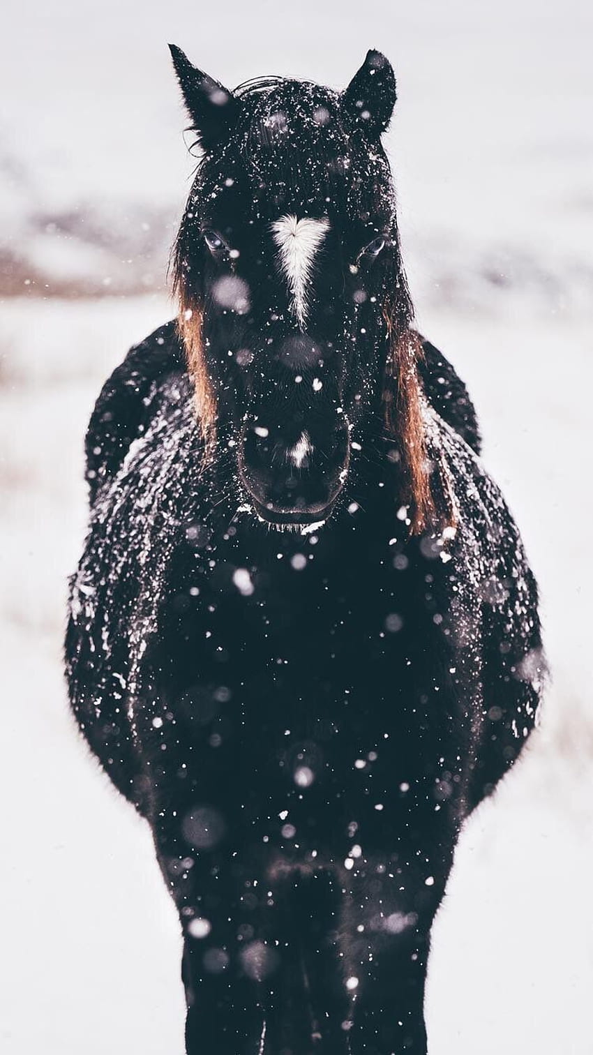 IPhone and Android : Horse in the Snow for iPhone and Android ...