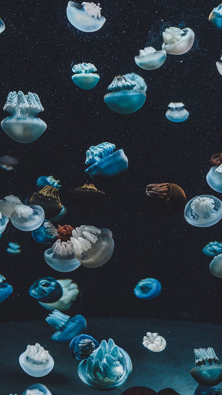 Jellyfish, Underwater World, Aquarium Iphone 8 7 6s 6 For Parallax Background HD phone wallpaper