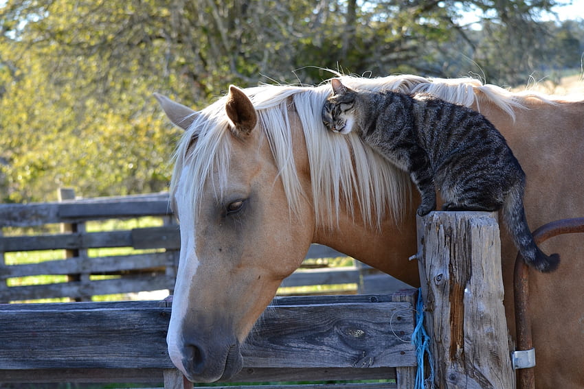 Animals, Friendship, Cat, Horse HD wallpaper