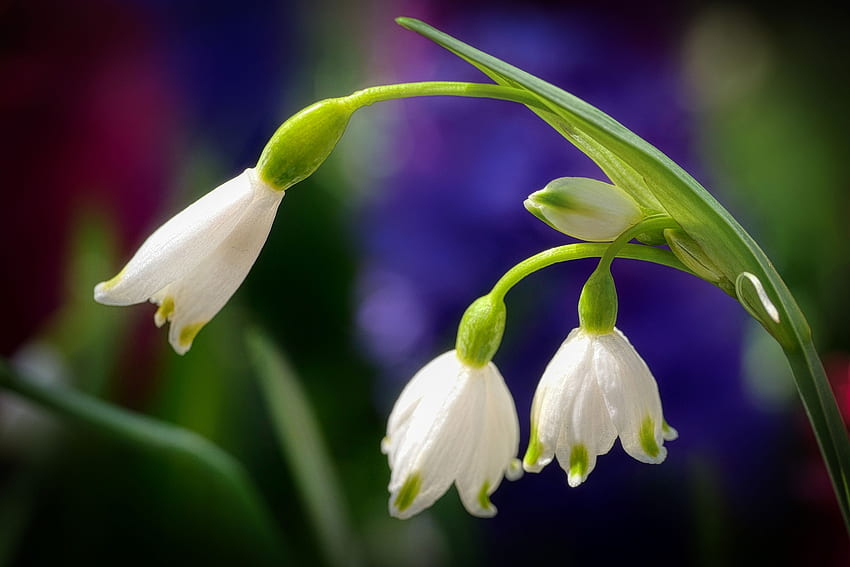 Snowdrops, Flowers, Nature, Snowflakes, Spring HD wallpaper