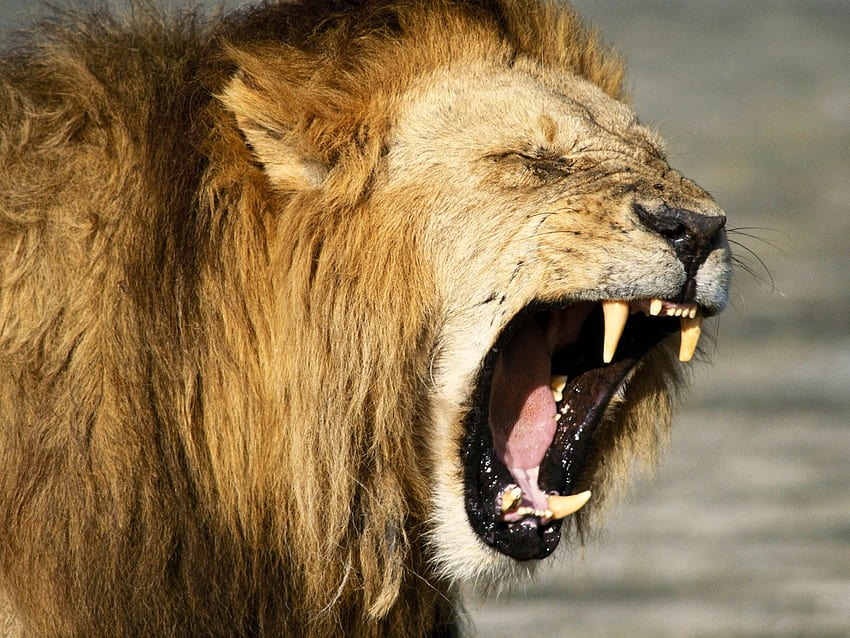 Lion, Brave Lion HD wallpaper