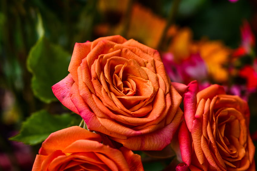Blumen, Rosenblüte, Rose, Blütenblätter, Knospe HD-Hintergrundbild