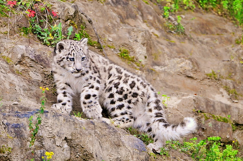 Животни, снежен леопард, хищник, голяма котка, катерене HD тапет
