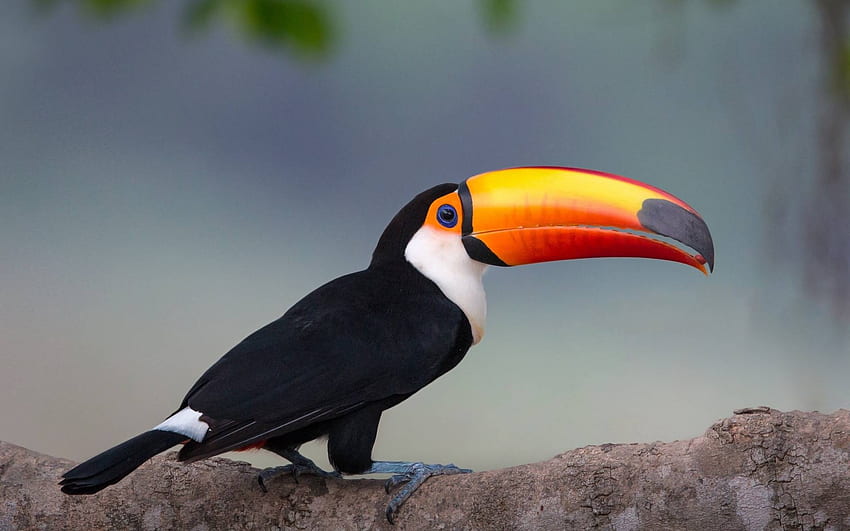 toucan, animal, birds, fun, cool HD wallpaper