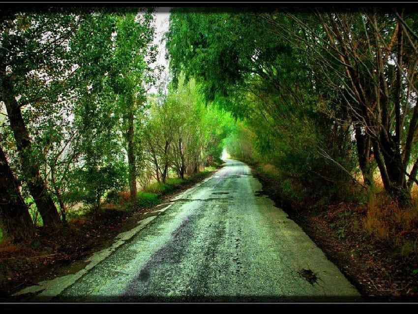 un chemin forestier, chemin, forêt Fond d'écran HD