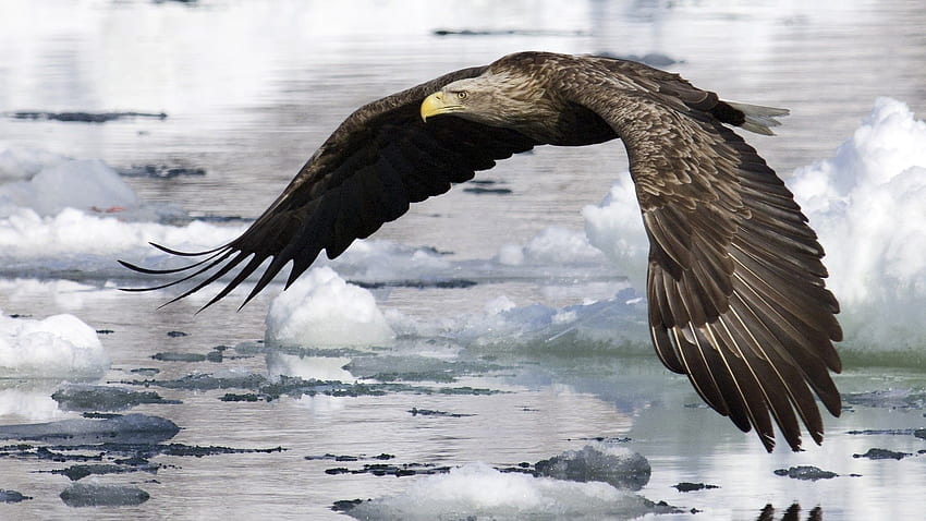 Eagle, Animals, Water, Ice, Bird, Flight, Wings HD wallpaper