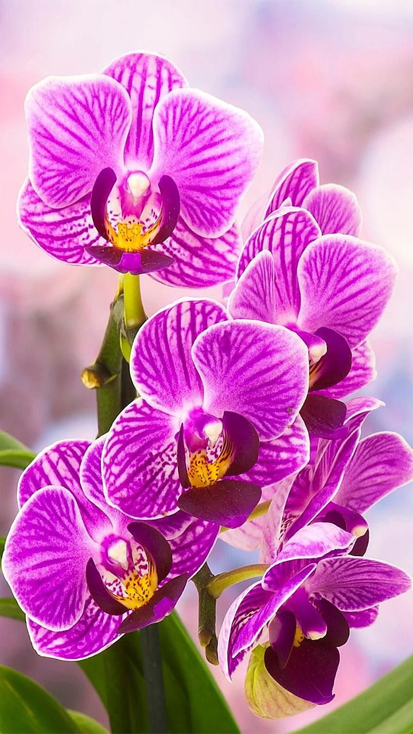 Orchid Flowers Nature Flower Awesome 34 Different Types Of, Orchid ...