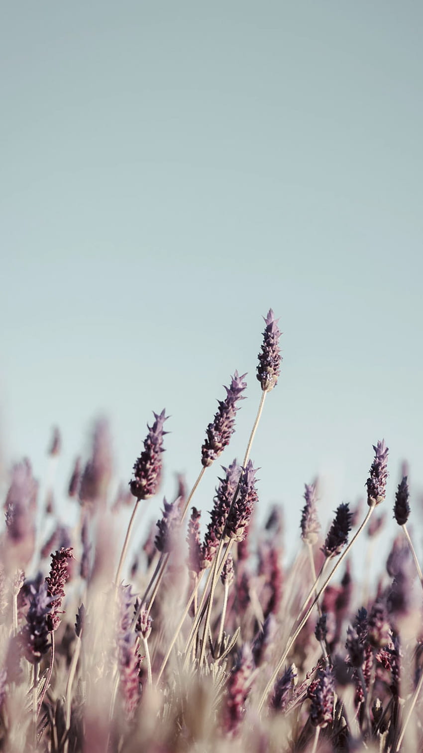 Lavendelästhetik, beruhigender Lavendel HD-Handy-Hintergrundbild