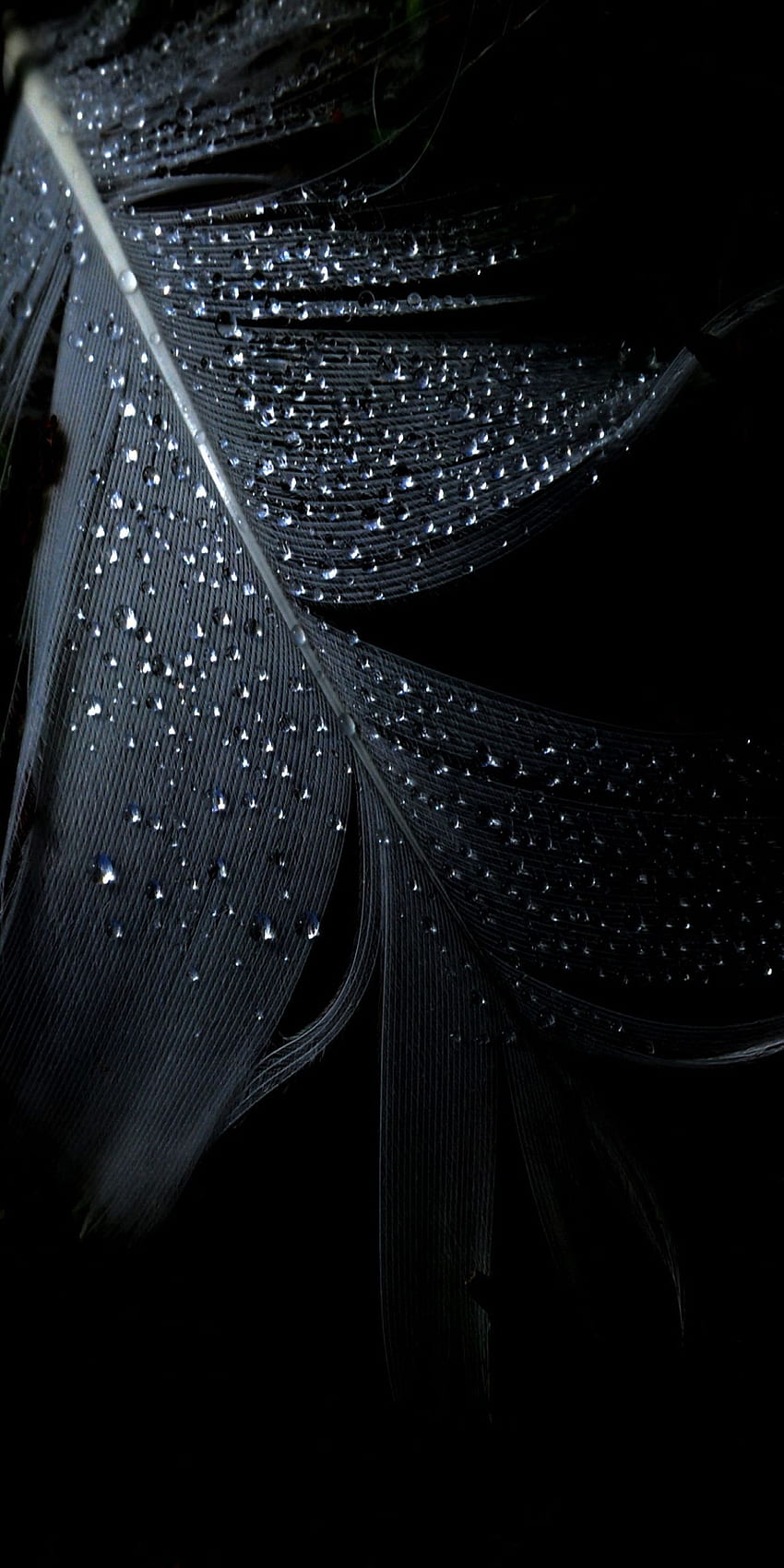 Schwarz, Blatt, Regen, abstrakt, Apfel, , iPhone, sauber HD-Handy-Hintergrundbild