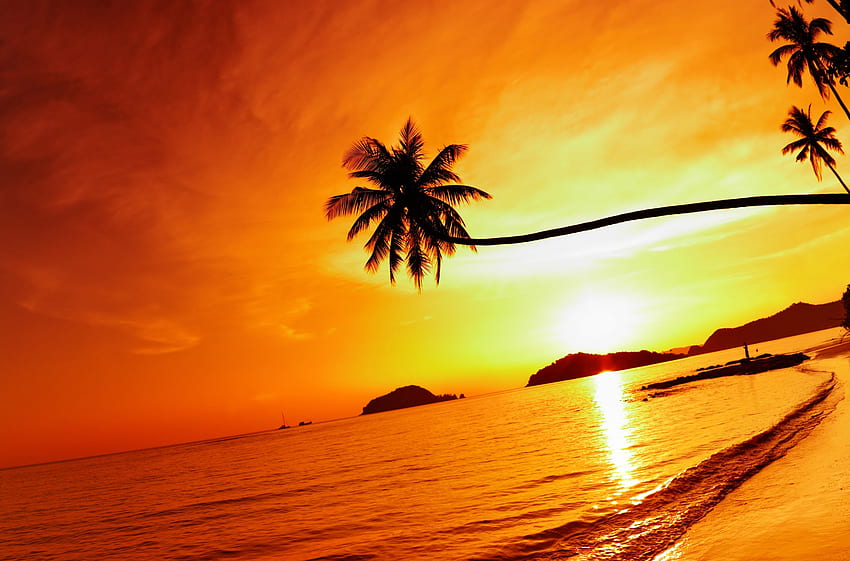 Thailand Beach Sea Sunset Sky Palm Tree HD wallpaper | Pxfuel