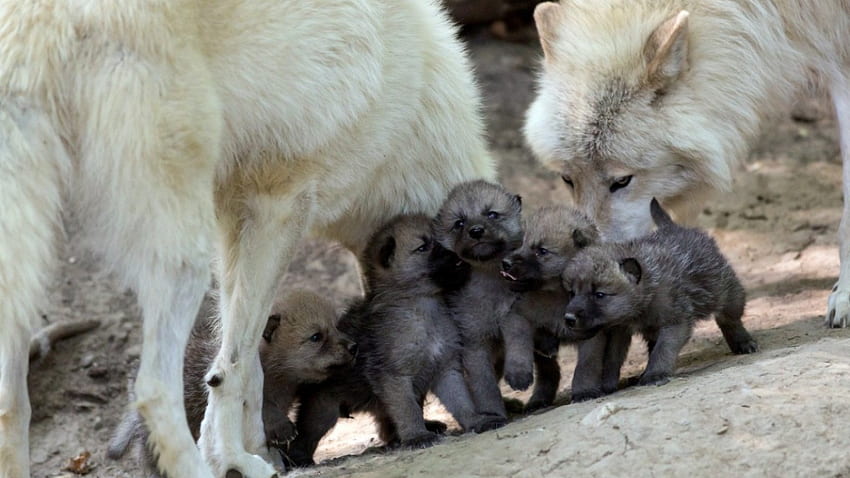Wolf family, carnivora, wolves, canis lupus, canidae HD wallpaper