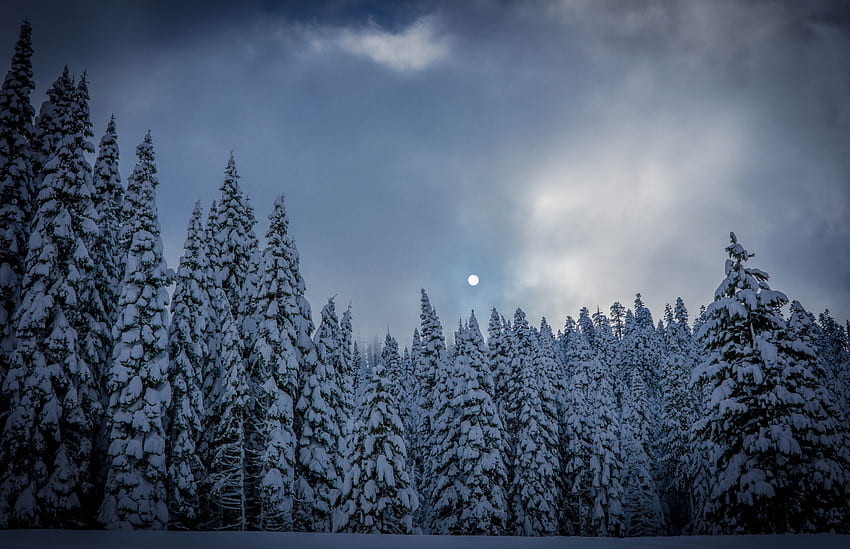 Inverno, Natureza, Neve, Floresta, Comeu papel de parede HD