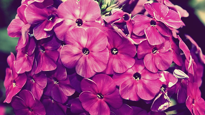 Vintage Flowers Flowers, Vintage Flowers graphy HD wallpaper | Pxfuel