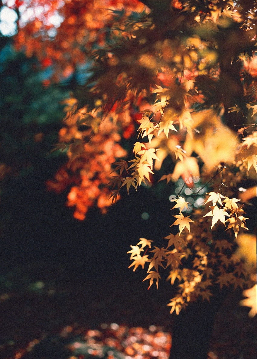 Automne'da Kelly Byrne. Sonbahar tumblr, Sonbahar ilhamı, Sonbahar ışıkları HD telefon duvar kağıdı