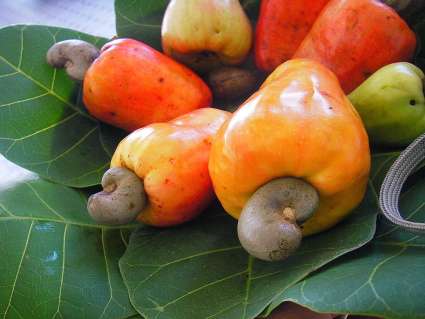 cashew fruit. cashew nut fruits fruits cashew nut . Lemongrass recipes, Thai cooking class, Curry soup HD wallpaper