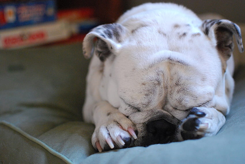 sleeping beauty, dog, bulldog, puppy, canine HD wallpaper