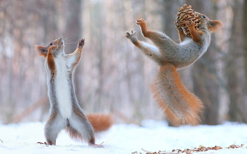 śmieszne, zwierzęta, wiewiórka, szyszki, śnieg Tapeta HD