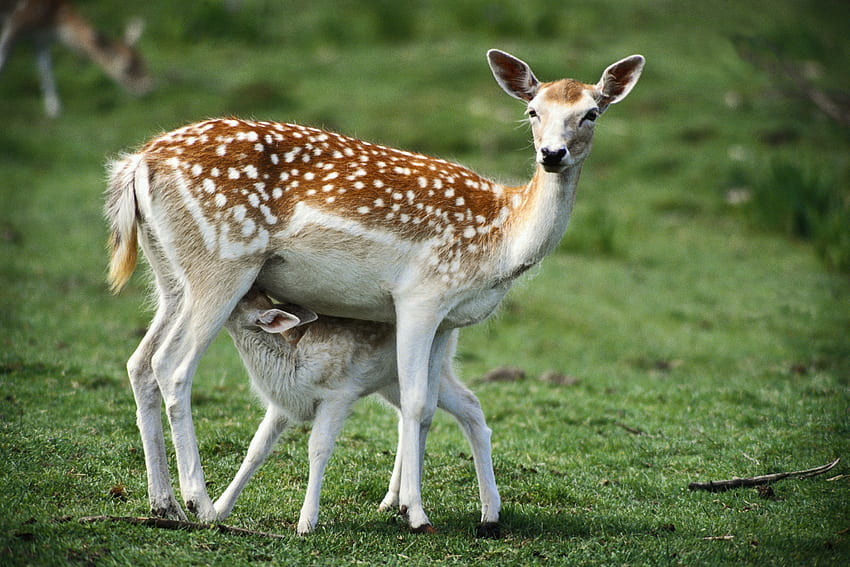Animals, Grass, Young, Spotted, Spotty, Fawn, Joey HD wallpaper