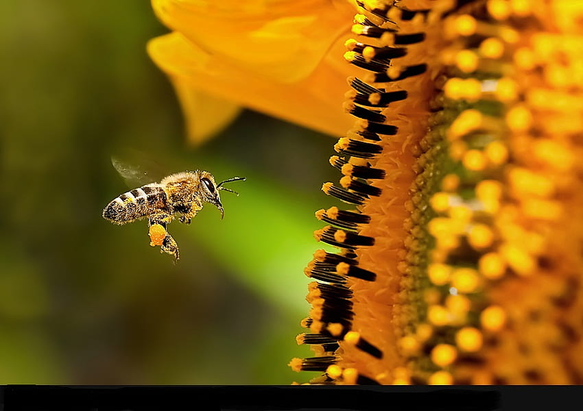 Pollination, gathering nectar, bee, sunflower, yellow HD wallpaper