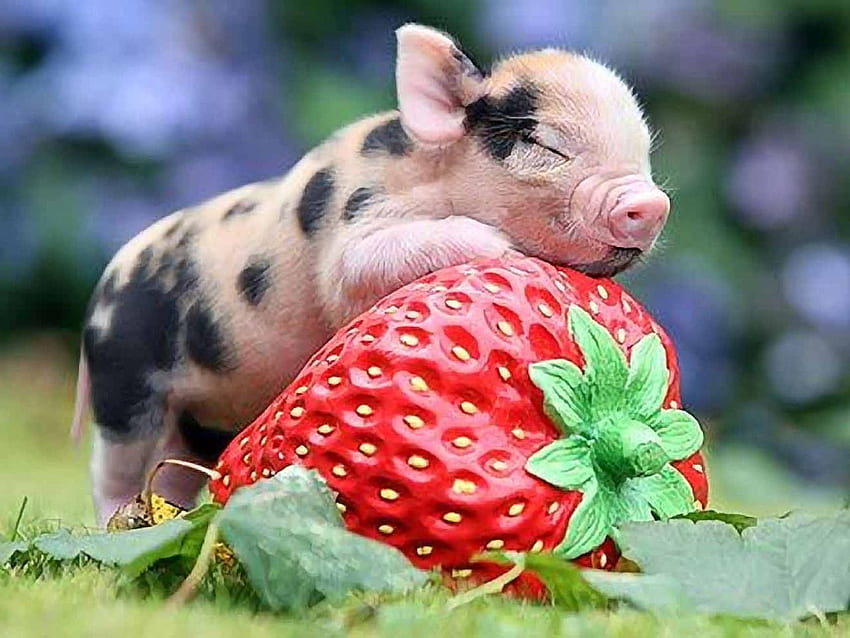 슈퍼 귀여운 아기 돼지. 바디 페인팅 갤러리, 사랑스러운 아기 돼지 HD 월페이퍼