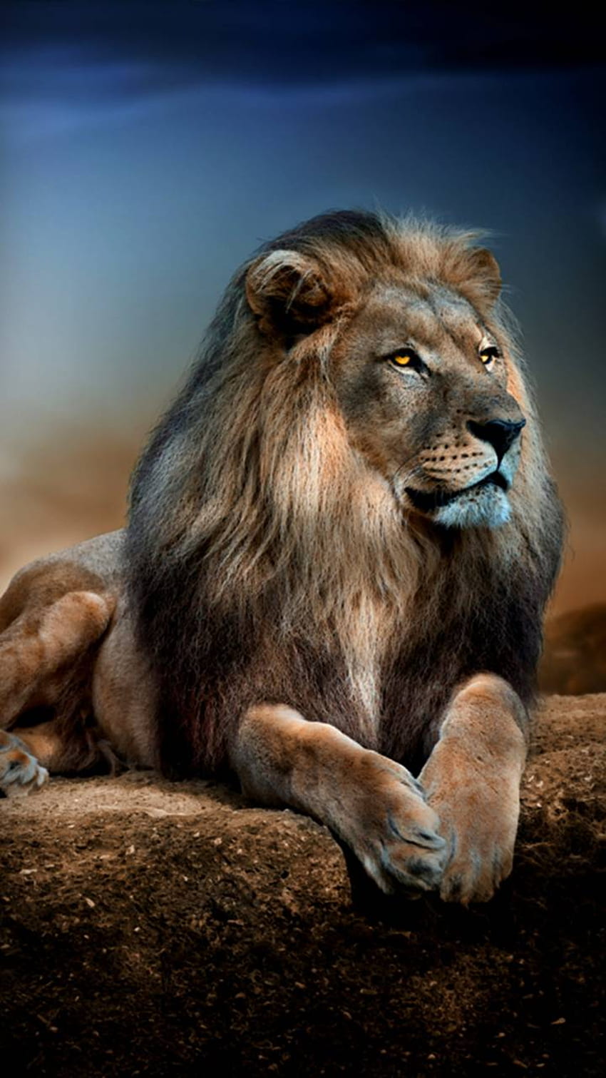 Leão majestoso Papel de parede de celular HD