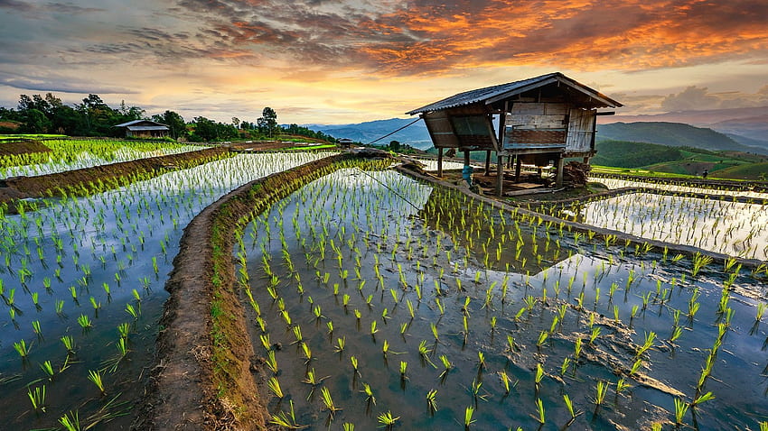 Rice terrace fields in Chiang Mai, Rice Terraces HD wallpaper