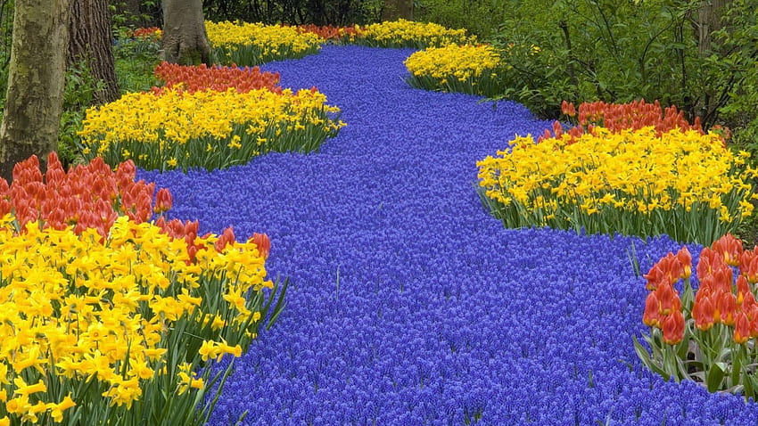 Sea of Flowers, blue, yellow, red, nature, flowers HD wallpaper
