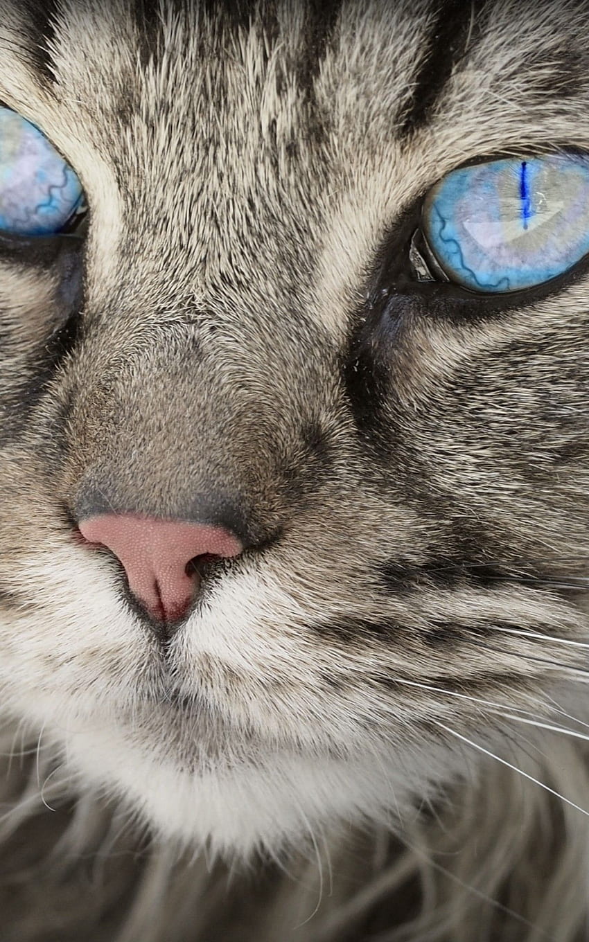 Yavru Kedi, Yakın Çekim Yüz, Mavi Gözler HD telefon duvar kağıdı