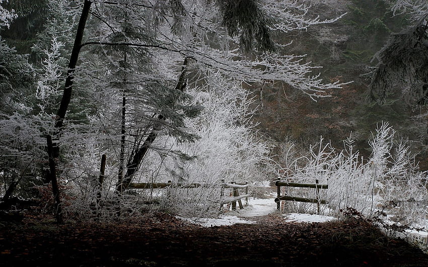 ฤดูหนาว ธรรมชาติ ใบไม้ หิมะ ป่า รั้ว ตอนเย็น น้ำแข็ง น้ำค้างแข็งขาว วอลล์เปเปอร์ HD