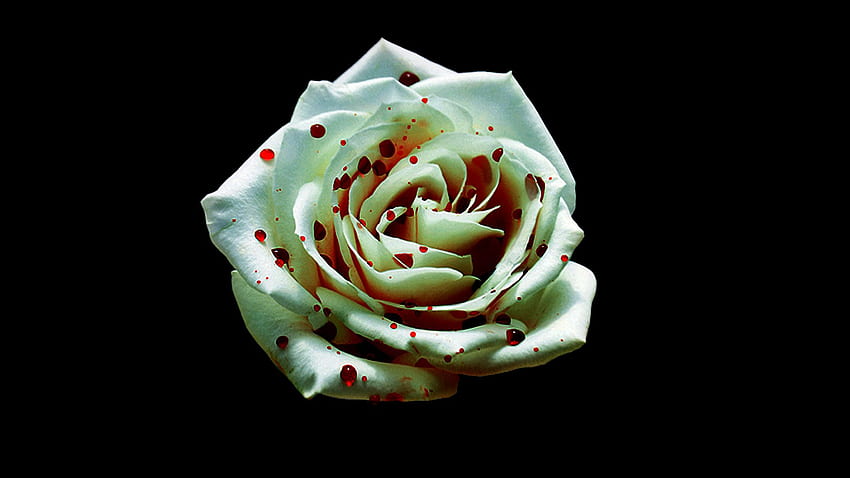 Bloody White Rose Whiterosesby HD wallpaper | Pxfuel