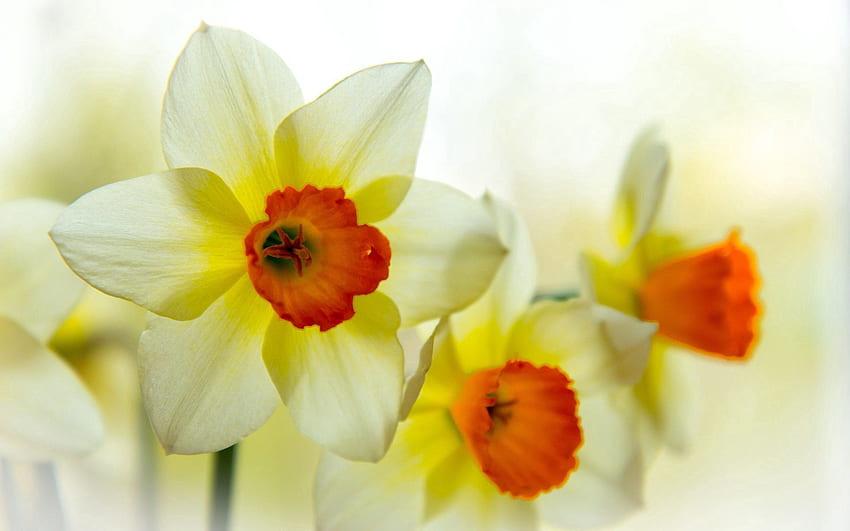Flowers, Flower, Petals, Narcissus HD wallpaper