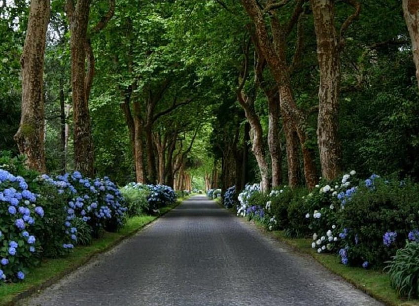 La strada è lunga, blu, foglie, bella, verde, alberi, strada, bella, arbusti Sfondo HD