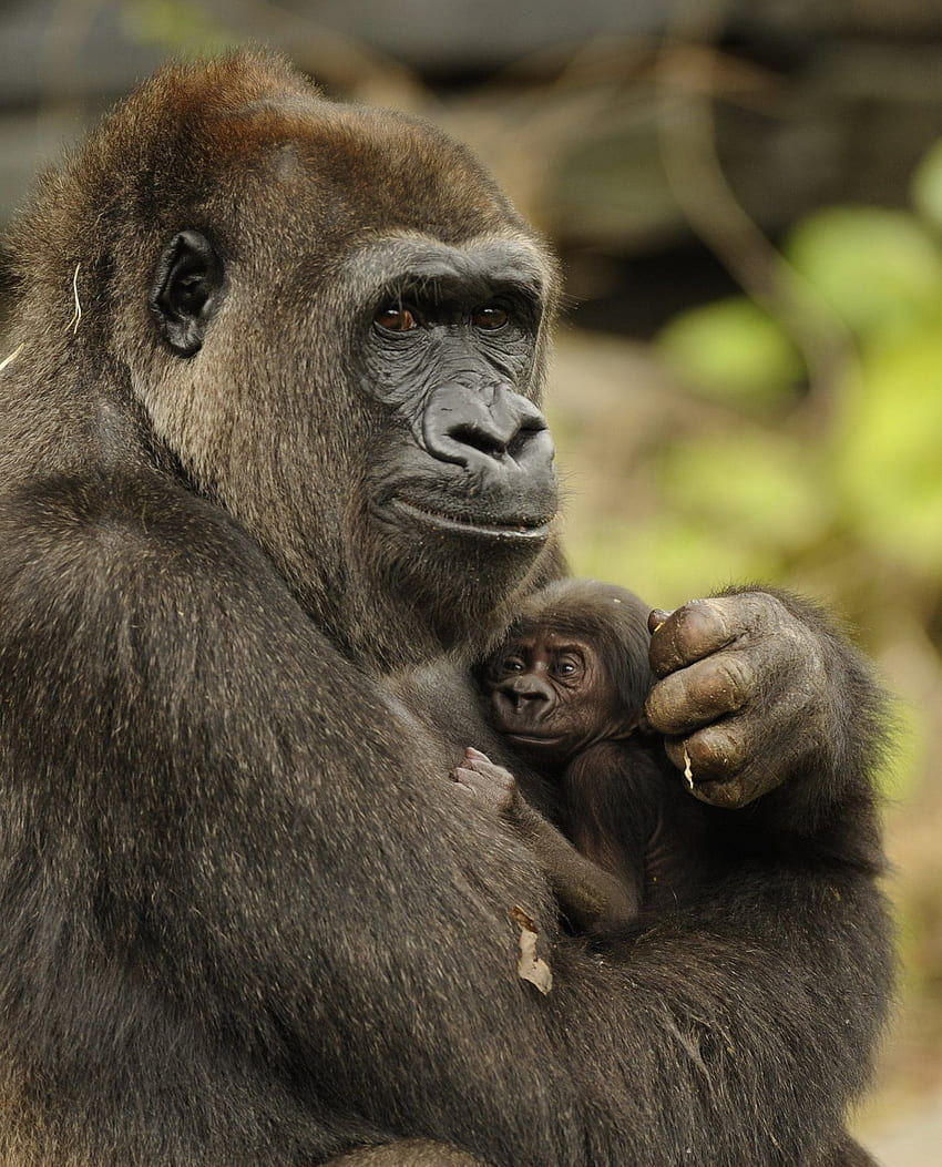 sweet. Mother and baby animals, Animals beautiful, Cute animals, Cute Gorilla HD phone wallpaper