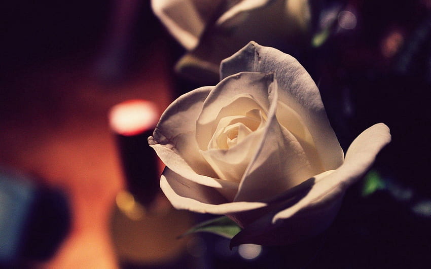 Flowers, Rose Flower, Rose, Bud, Close-Up, Romance HD wallpaper