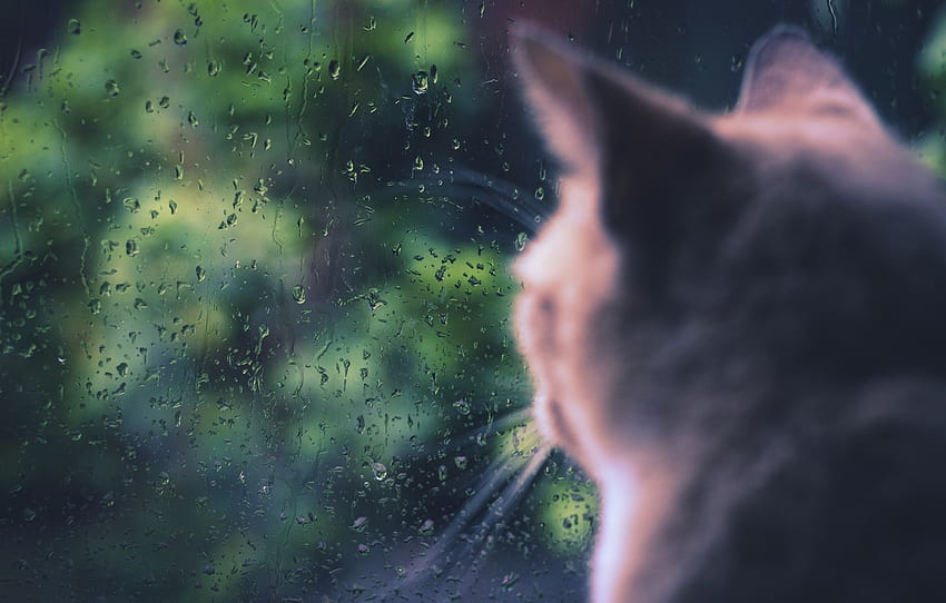 Cat, cat, rain, window, sitting for , section кошки, Rainy Window HD ...