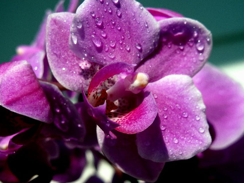 purple orchid, purple, orchid, raindrops, flower HD wallpaper