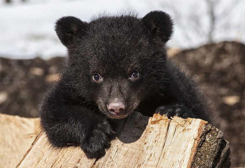 Filhote de urso preto, animais, ursos, preto, olhos, patas, filhote, sinistro papel de parede HD