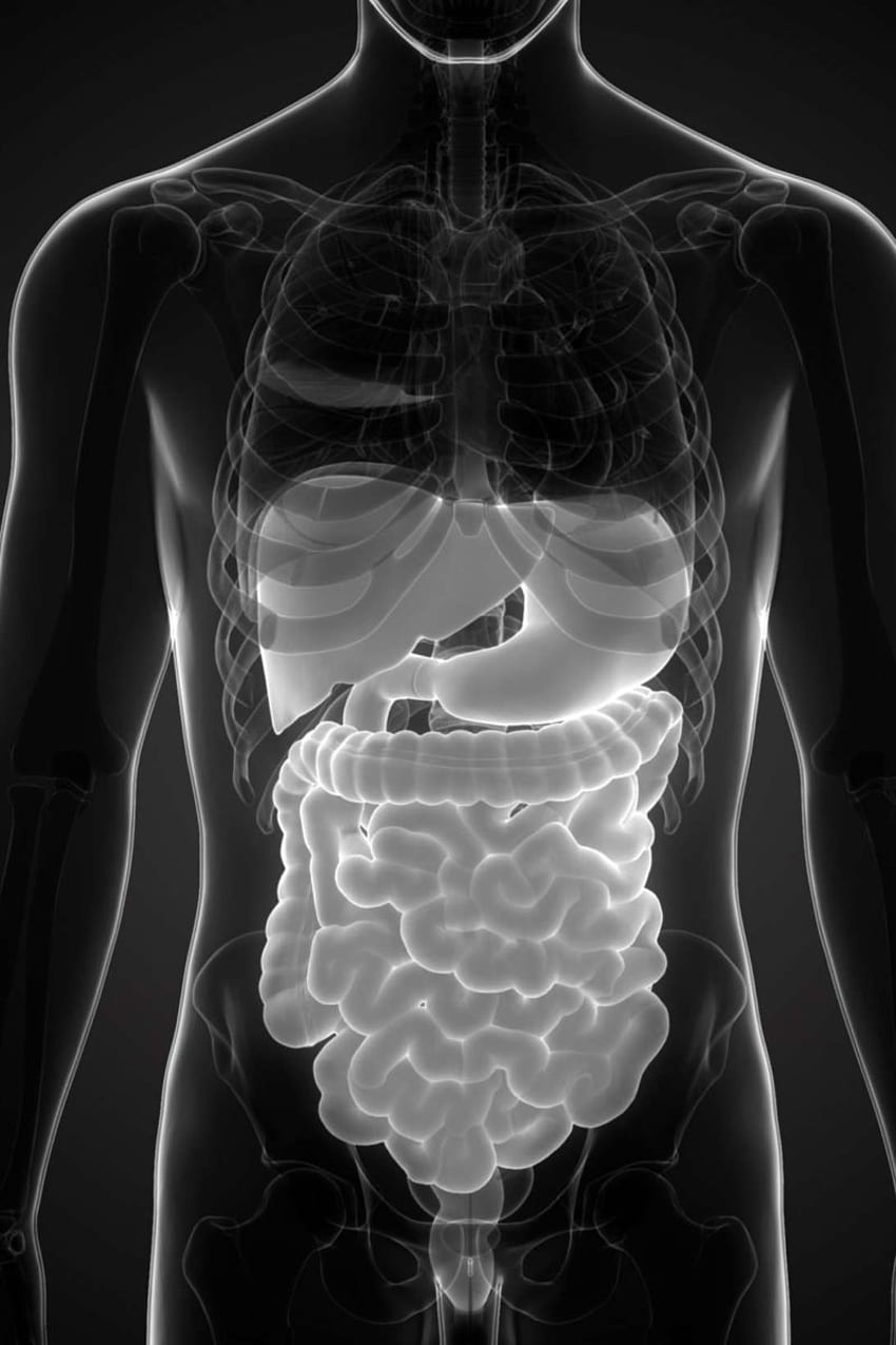 Nos intestins ont-ils leur mot à dire dans notre mémoire spatiale?, Système digestif Fond d'écran de téléphone HD