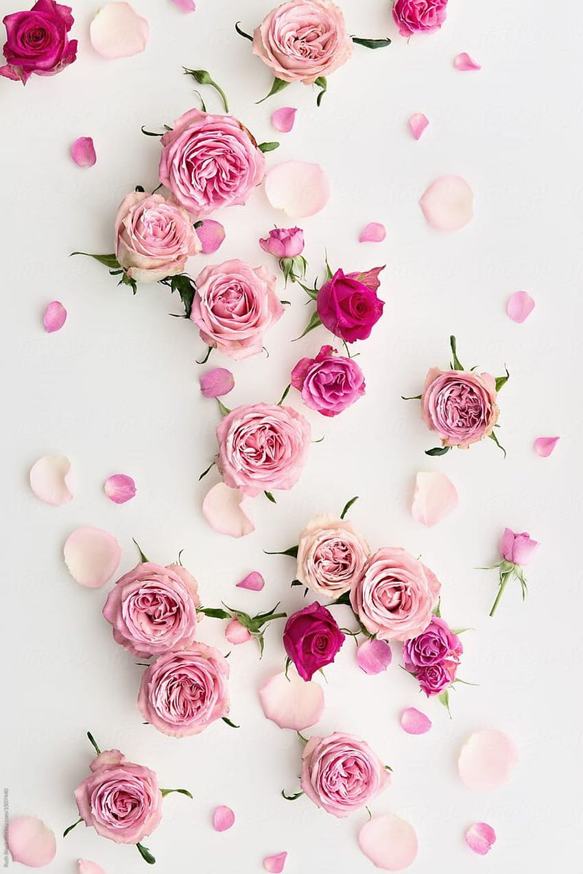 ルース・ブラックによる白地にバラの背景 - 花、バラ。 フローラルフォン、フローラルiphone、フラワーフォン、ピンクとホワイトフローラル HD電話の壁紙