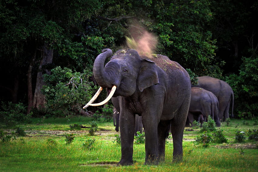 Taman Nasional Yala adalah yang paling banyak dikunjungi dan nasional terbesar kedua, Gajah Sri Lanka Wallpaper HD