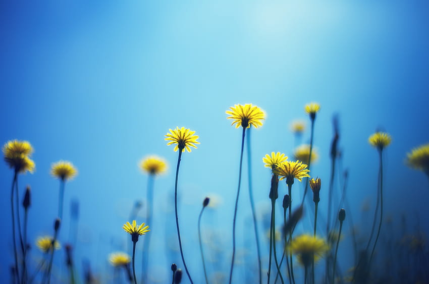 Flowers, Background, Dandelions, Blur, Smooth HD wallpaper