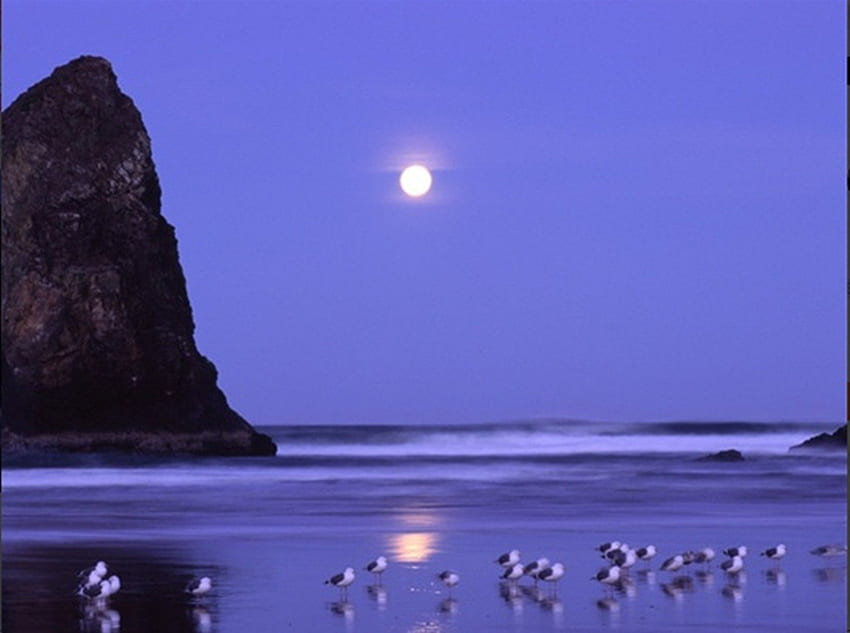 Luna piena e gabbiani all'alba, gabbiani, luna, spiaggia, cannone, natura Sfondo HD