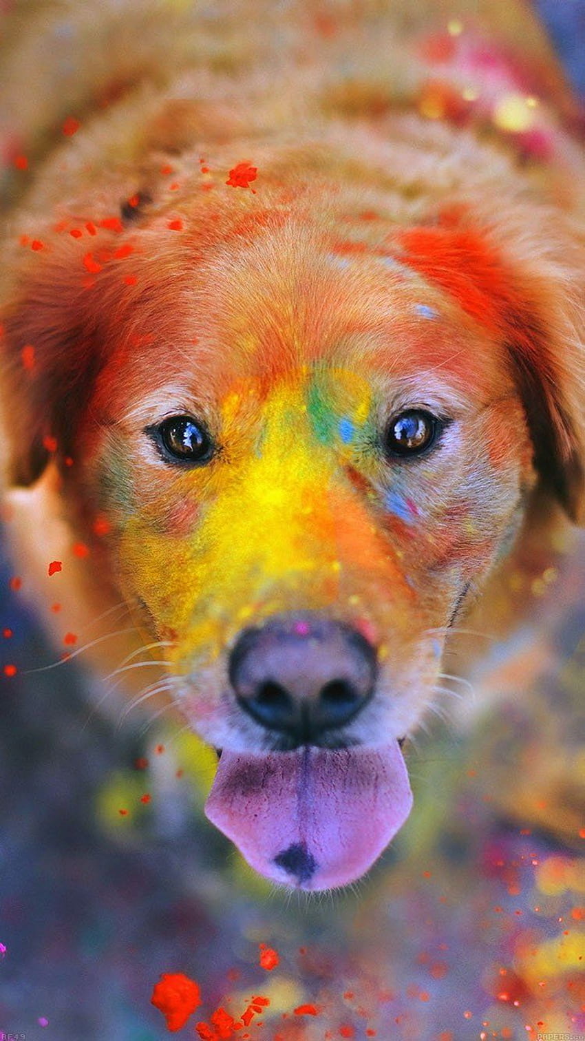 アイフォン。 . 虹色の犬, 動物, かわいい犬と子犬 HD電話の壁紙