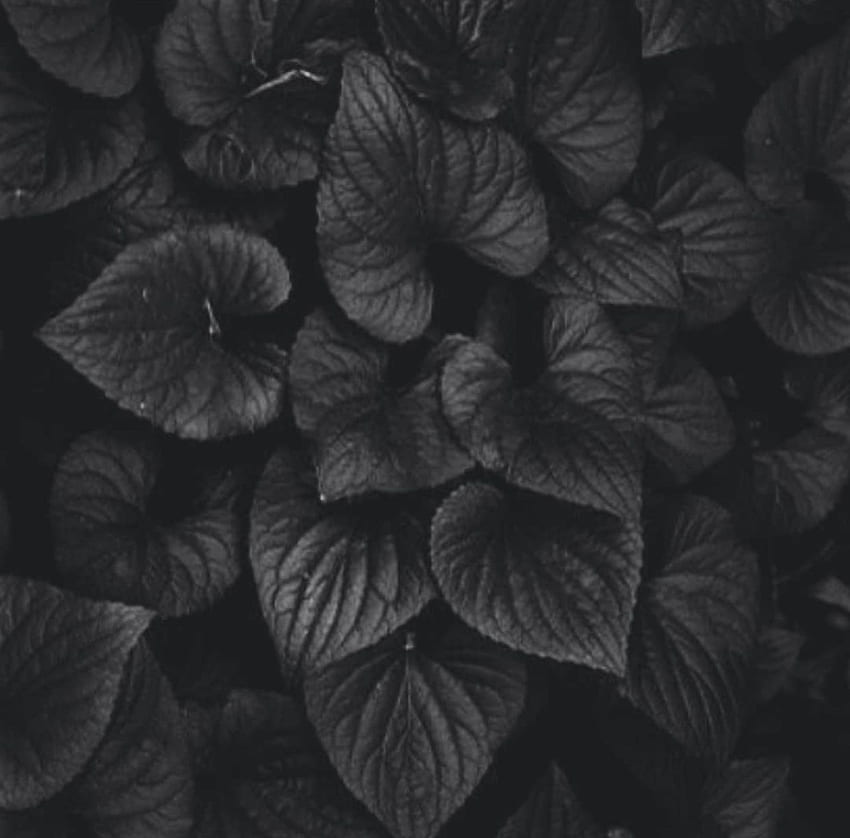 Black White And Gold iPhone, Dark Leaves Aesthetic HD wallpaper