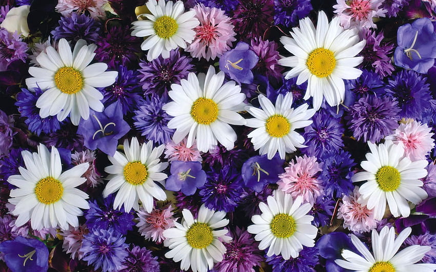 Flowers, Camomile, Bluebells, Blue Cornflowers, Bright HD wallpaper