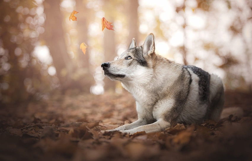 otoño, bosque, mirada, cara, hojas, luz, naturaleza, pose, Parque, , estado de ánimo, follaje, lobo, perro, patas, grande para, sección собаки fondo de pantalla