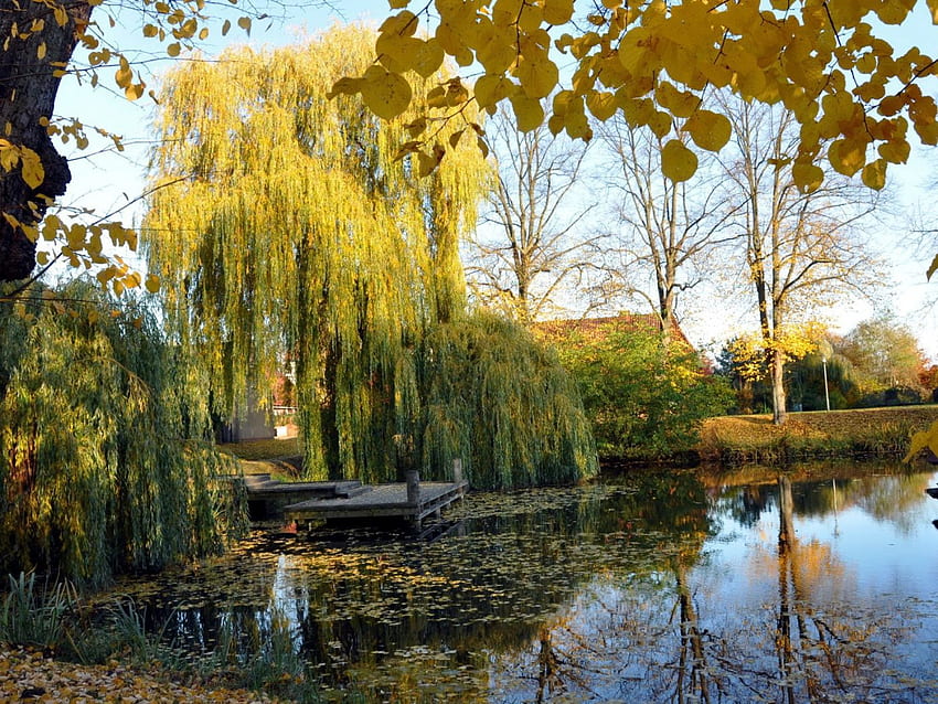 Weeping willow pond HD wallpaper