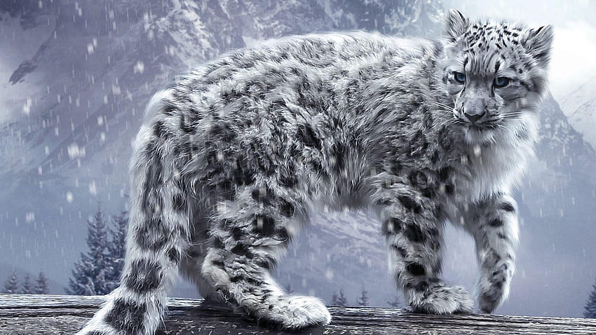 Schneeleopard, ehrfürchtiger Leopard HD-Hintergrundbild